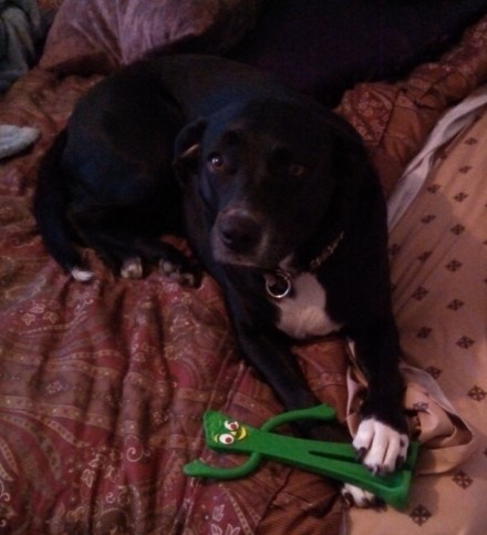 Rosie with her Gumby toy, 04/28/2014