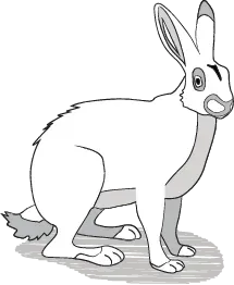 rabbit